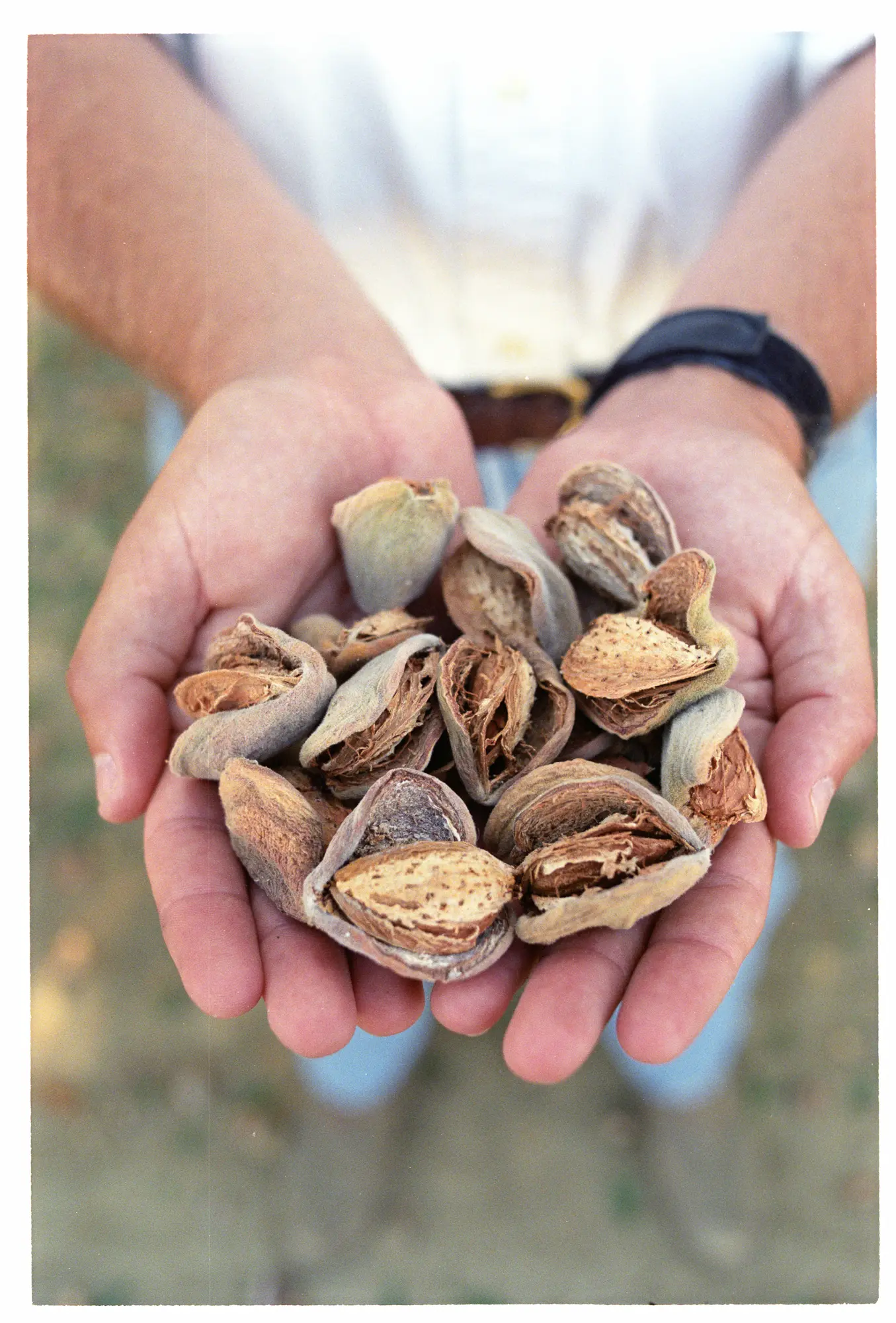 Almond farmer with hand full of almonds.