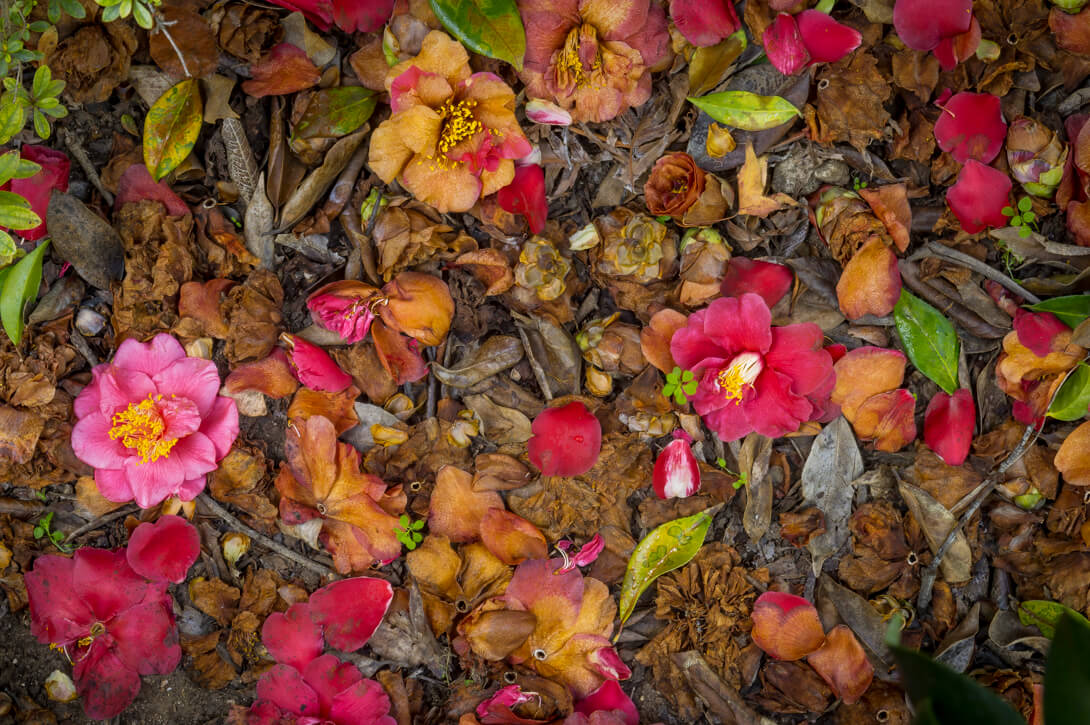 Fallen camellias blooms at the Huntington Library