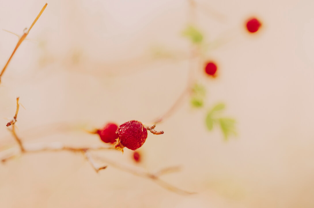 Rosa woodsii ssp. gratissima / Desert Rose hip.