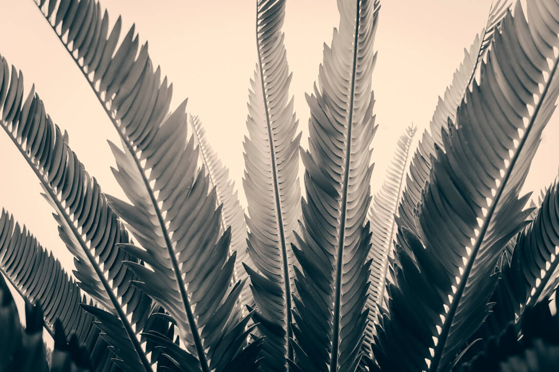Dioon edule,  Mexican Fern Palm